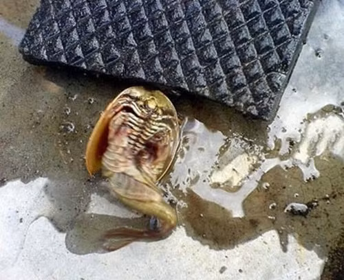 Theo các chuyên gia, thủy quái kỳ lạ này có thể là một trong những loại sinh vật lâu đời nhất sống tại kỷ Triat (cách đây 220 triệu năm), có khoảng 70 cặp chân (140 chân), mang của chúng nằm ở giữa các cặp chân.