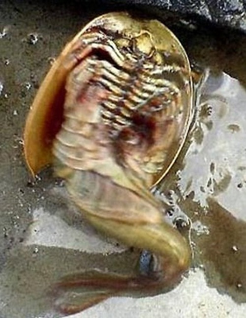 Thủy quái nhiều chân này có thể sống trong tất cả các nguồn nước, bao gồm cả đầm lầy (ngoại trừ ở vùng châu Nam Cực). Đó là loại động vật ăn tạp, làm tổ trong lớp bùn lầy, ăn các loại ấu trùng và nòng nọc để sinh sống.