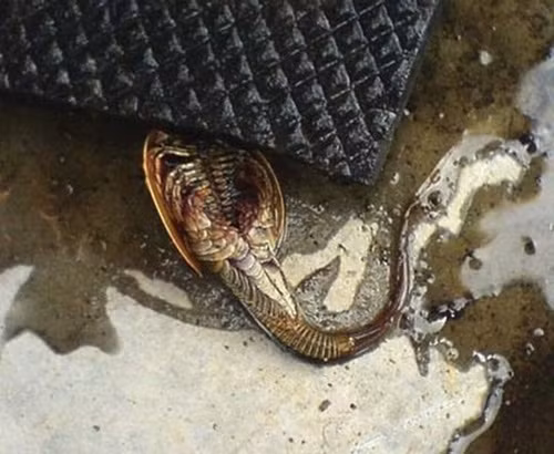 Thủy quái có khoảng 140 chân, giống ấu trùng người ngoài hành tinh. Là một trong những kẻ săn mồi đáng nể, nó có thể ăn tất cả các loại sinh vật nhỏ hơn, thậm chí nuốt chửng đồng loại. Kích thước của thủy quái này còn khiến mọi người ngạc nhiên. Trước khi đạt đến chuẩn nhất định thì mỗi ngày tốc độ tăng trưởng của chúng có thể lên tới 5 - 6 cm.