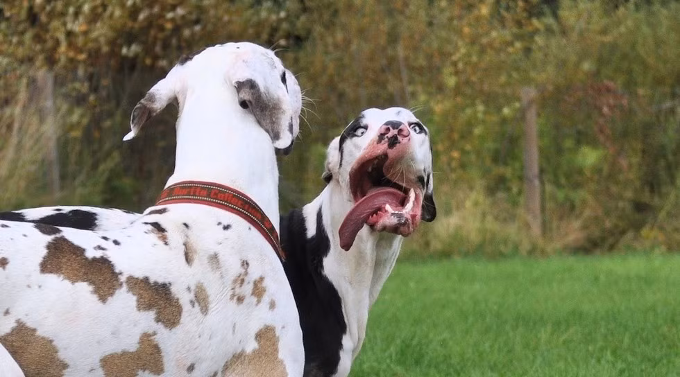 Nhưng chỉ được vài phút, ngay sau đó Mutka lại làm mặt xấu để trêu chọc bạn bè mình.