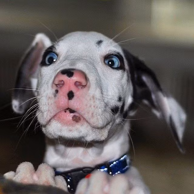 Đây là Mutka, chú chó đáng yêu có khuôn mặt hài hước nhất thế giới, sở thích của Mutka là làm mặt xấu để trêu chọc bạn bè và chủ nhân, mang đến tiếng cười, niềm vui cho mọi người.