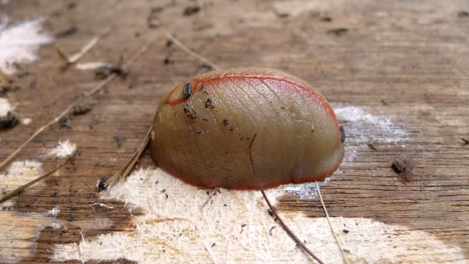 Sên tam giác đỏ có thể là một loài sên kỳ lạ nhưng chúng cũng là những con sên thân thiện với môi trường và con người.