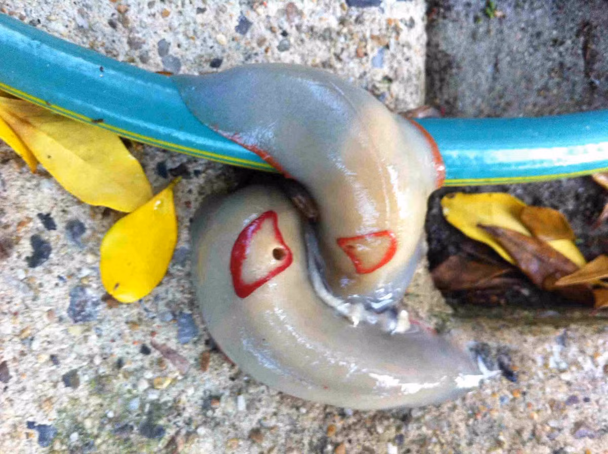 Loài sên này được tìm thấy ở dọc bờ biển phía Đông Australia, từ New South Wales đến Queensland.