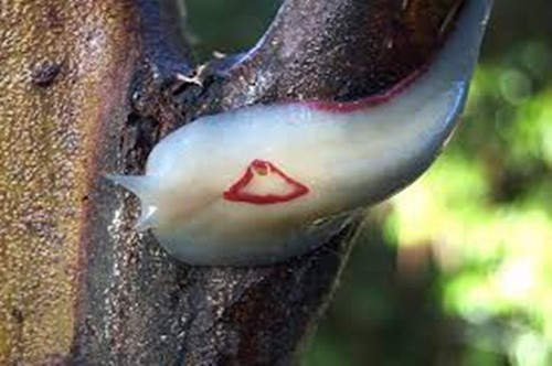 Ngoài kích thước khổng lồ trong vương quốc loài sên, sên tam giác đỏ còn gây ấn tượng với hoa văn tam giác ngay trên lưng và viền thân màu đỏ rực.