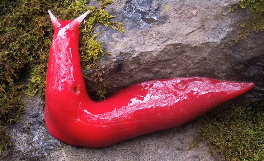 Con sên hồng khổng lồ gây sốc này là một biến thể của sên tam giác đỏ, Nó có chiều dài lên đến 20cm, được tìm thấy trong một khu vực nhỏ ở đầu núi Kaputar, một núi lửa không hoạt ở New South Wales.