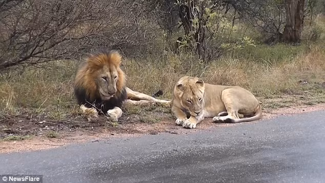 Sau "vết cắn tình yêu" dại dột, sư tử đực đã nhận ra lỗi lầm của mình và nhìn sư tử cái một cách đầy chân thành nhưng không hề được đáp lại. Chắc hẳn nó đã rút ra được bài học đắt giá cho mình.