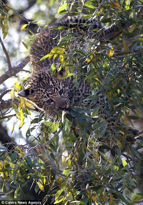 Rất may là nhờ có độ cong của cành cây mà báo đốm con nghịch ngợm giảm đi được đáng kể khoảng cách tiếp đất, chú ta không hề hấn gì nhưng cũng đã được một bài học nhớ đời. Nếu cành cây cao hơn, báo đốm có thể bị chấn thương, gãy xương dẫn đến mất mạng.