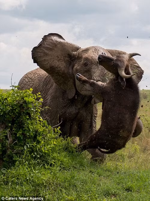 Hành động này lặp đi lặp lại nhiều lần đến khi lục phủ ngũ tạng của con trâu vỡ nát, nó không thể phản kháng, nằm bất động trên mặt đất.