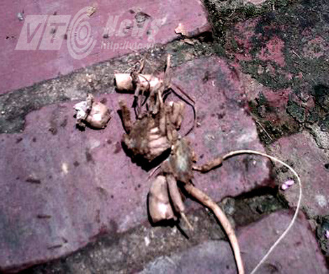 Củ ngải để làm bùa yêu