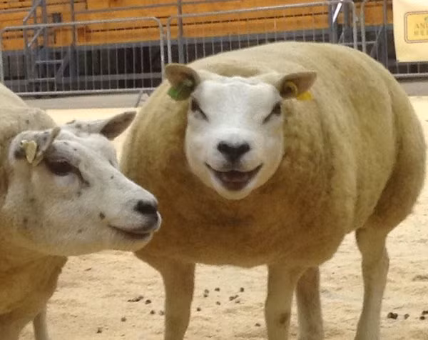 Mô mỡ dưới da của chúng phát triển tốt hơn dê và ngược lại ở các cơ bên trong của chúng có ít tích lũy mỡ hơn dê. Chính vì vậy, thịt chúng nhiều nạc hơn thịt dê.