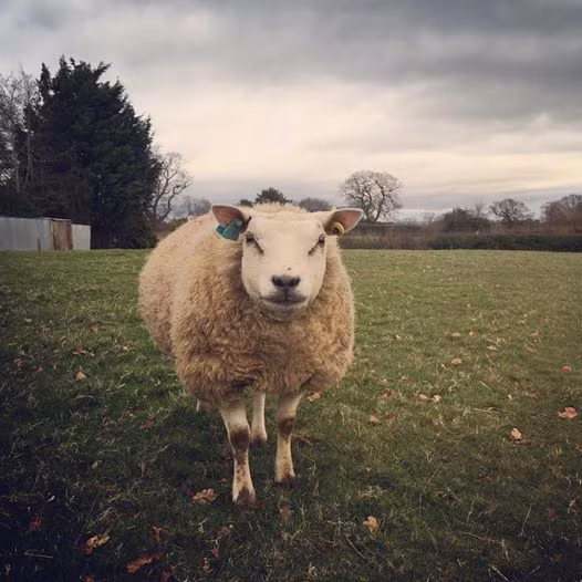 Đặc điểm nhận dạng của loài cừu này là trán phẳng, xương mũi lồi ra, có mõm mỏng, răng cửa sắc, nhờ đó chúng có thể gặm được cả cỏ mọc thấp và bứt được những lá mềm mại, hợp khẩu vị trên cao để ăn.