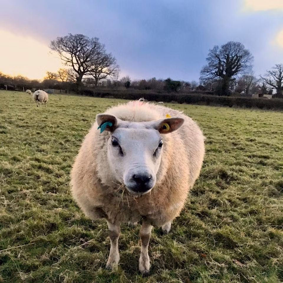 Nhiều người cũng gọi cừu Beltex là cừu lực sĩ, có thể nhận ra dễ dàng loài cừu này khi chúng ở trong bầy.