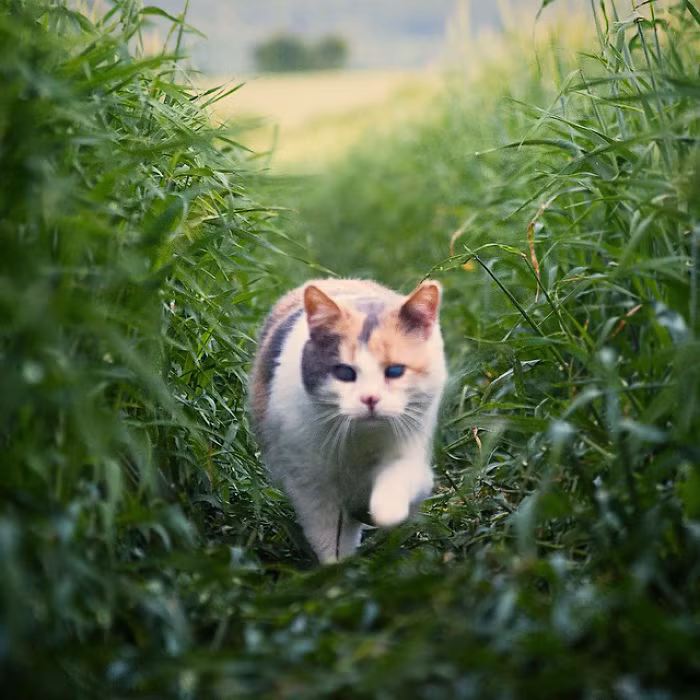 Theo chia sẻ của chủ nhân, Stevie là một cô mèo nghị lực, thực sự là một nhà thám hiểm tự nhiên động vật xinh đẹp và đầy nhiệt huyết.