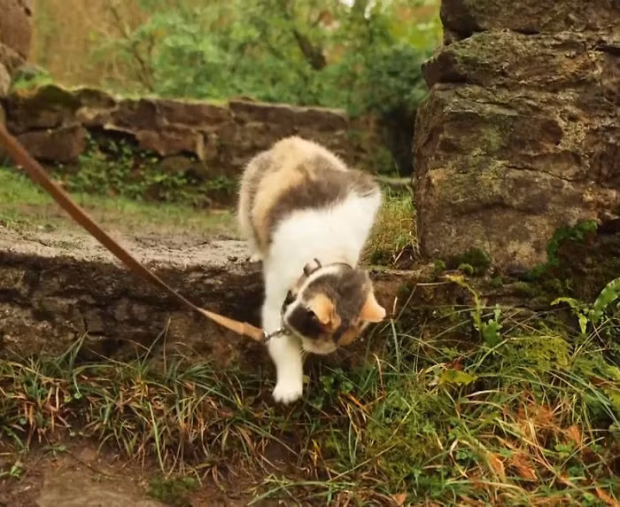 Stevie tiếp tục là một phần rất quan trọng trong cuộc sống của Patrick Corr như trước đây và mãi mãi về sau. Theo Patrick, anh và cô mèo cưng không thể tách rời.