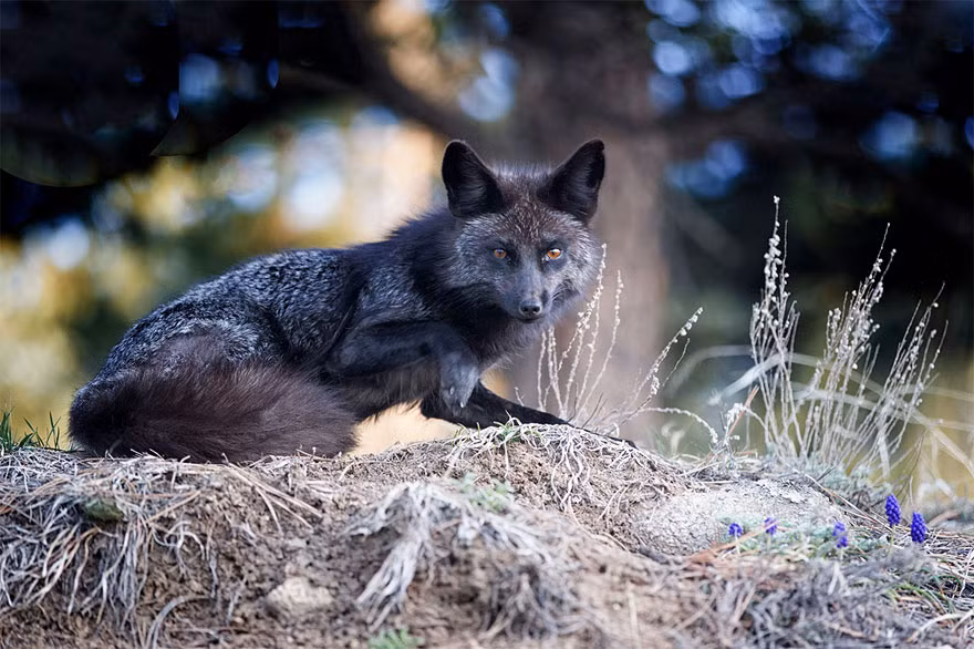 Đôi mắt đỏ nổi bật trên nền lông đen của loài cáo quý hiếm này khiến nhiều người bị ấn tượng mạnh.