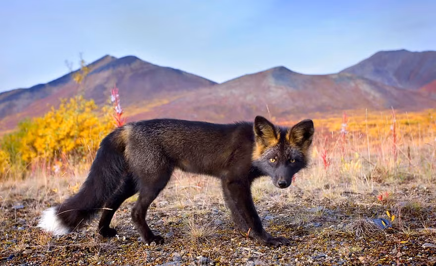 Trong môi trường tự nhiên, cáo đen khoe vẻ đẹp hiếm có của mình.