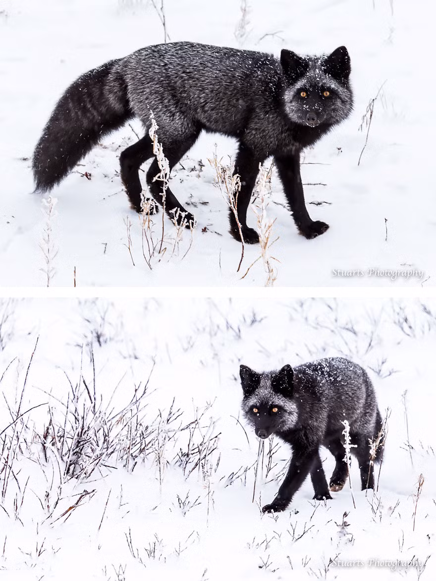 Trên nền tuyết trắng, vẻ đẹp không lẫn vào đâu được của loài cáo đen đặc biệt này cũng cực kỳ bắt mắt.