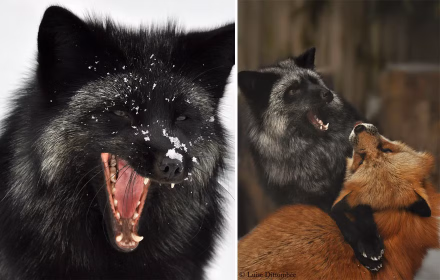 Một con cáo đen đang đùa nghịch cùng cáo đỏ.