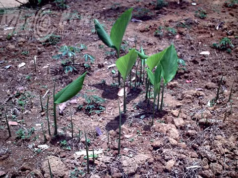 Các thầy bùa trồng ngải quanh nhà.