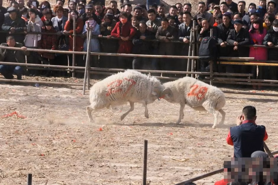 Tại đây, sau những vòng đấu loại, tuyển chọn gắt gao, có 32 con cừu được vào vòng chung kết.