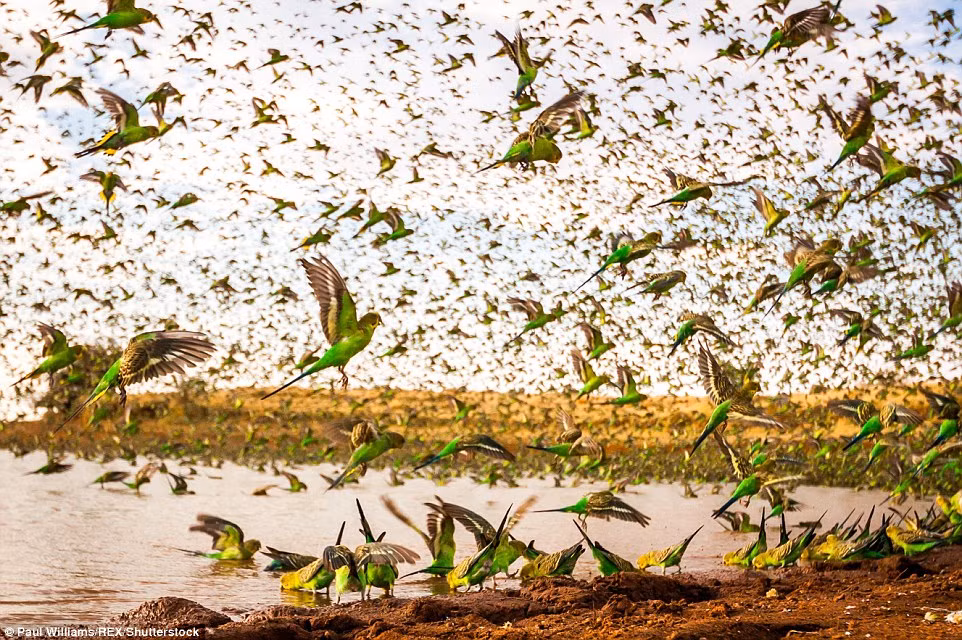 Cảnh tượng vô cùng sống động và ấn tượng khi hàng ngàn con vẹt yến phụng xinh đẹp lũ lượt đổ về một hồ nước nhỏ ở vùng hẻo lánh của Australia để giải khát.