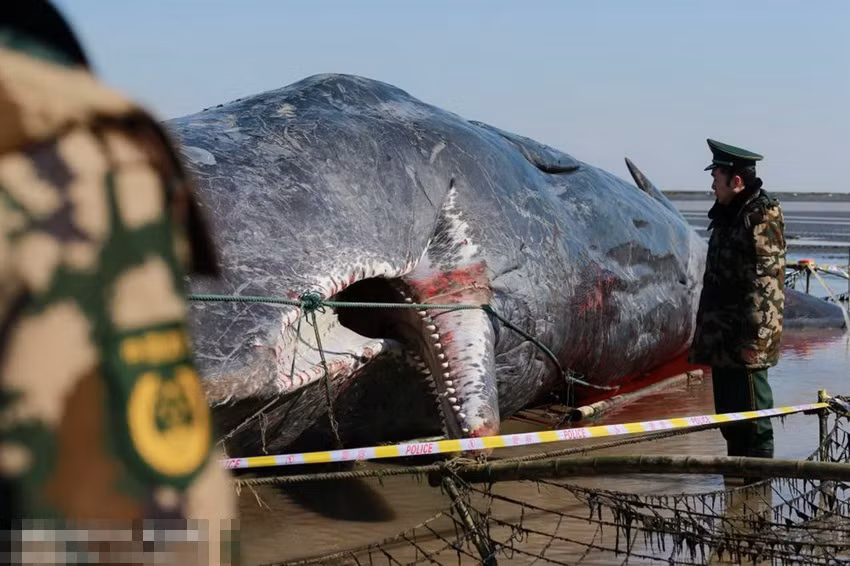 Đồng thời nguyên nhân gây tử vong của hai con cá khổng lồ này cũng đang được các chuyên gia phân tích, nghiên cứu.