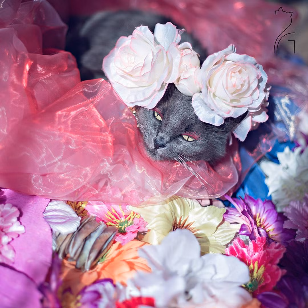 Tuy vậy, ít ai biết rằng đằng sau vẻ kiêu kỳ, xa hoa của Pitzush ẩn chứa một quá khứ đen tối. Trước khi trở nên nổi tiếng, Pitzush đã phải chịu nhiều đau khổ.