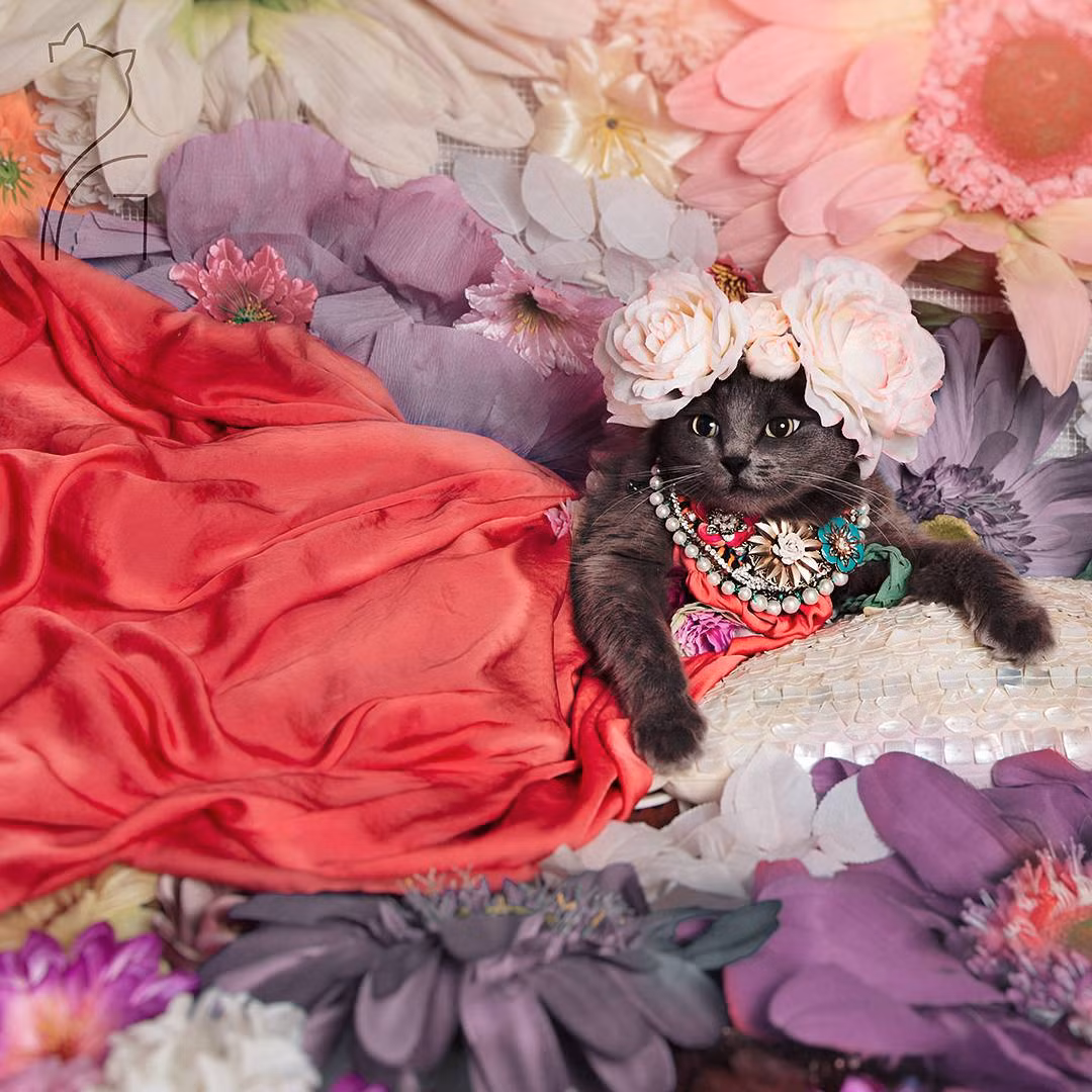 Mặt khác, thời trang cũng là từ khóa được tìm kiếm nhiều nhất trên trang mạng này. Puss In Glam là nơi mèo và thời trang đẳng cấp kết hợp, hai thứ hấp dẫn nhất trên Instagram đã tạo nên một cơn sốt, có hiệu ứng toàn cầu.