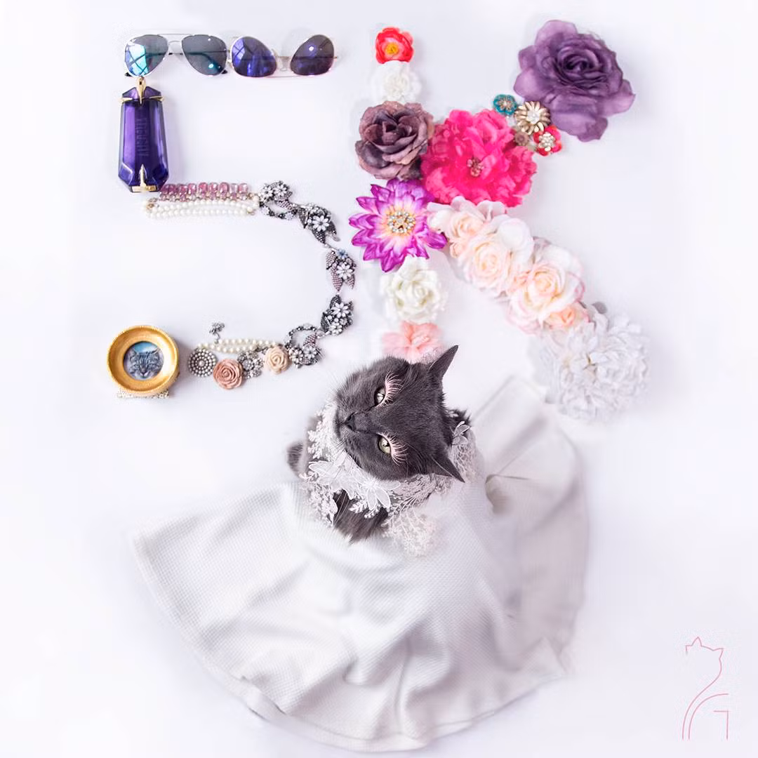 Tương lai không xa, Pitzush chắc chắn sẽ là một trong những ngôi sao động vật nổi tiếng nhất.