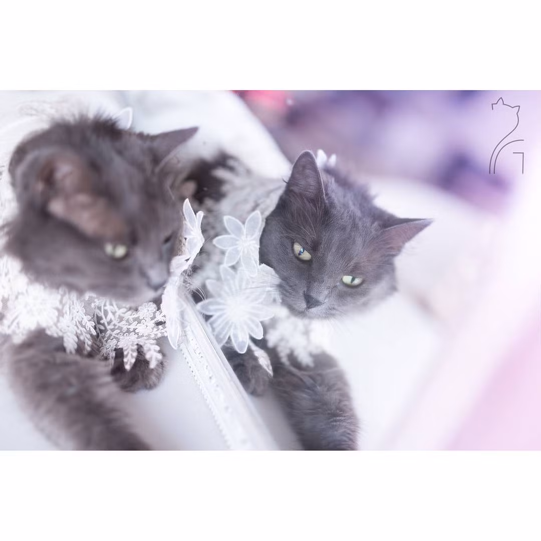 Ngoài những trang phục dạ hội, dạo phố, Pitzush còn diện cả những bộ váy cưới trắng muốt, cầu kỳ đẹp tinh khiết, khiến nhiều người ao ước, ngưỡng mộ.