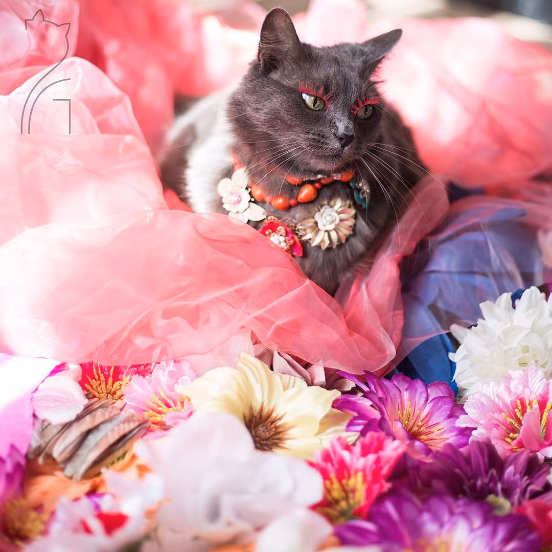 Sau khi những hình ảnh về cô mèo nổi tiếng Pitzush được lan truyền nhanh như virus trên các trang mạng xã hội, cô mèo lại càng tự tin vào phong cách mà mình và chủ nhân đã xây dựng.