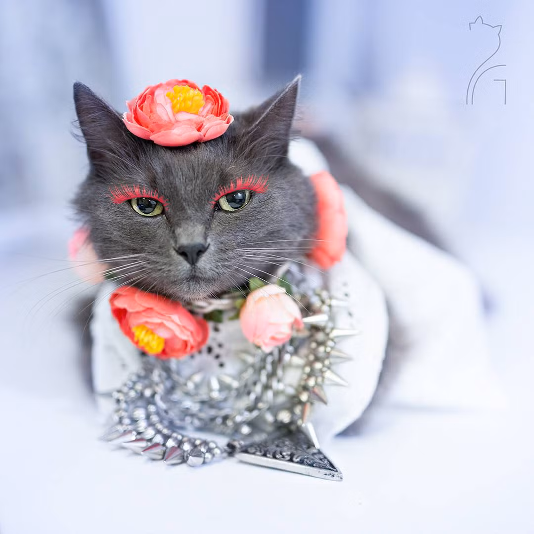 Pitzush là một cô mèo vô cùng xinh đẹp, hiện cô nàng đã được cư dân mạng phong tặng danh hiệu cô mèo quyến rũ nhất thế giới bởi nhan sắc và phong cách thời trang đỉnh cao của mình.