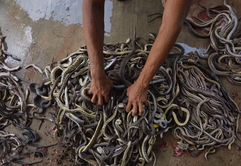 Có nhiều cách để lột da rắn nhưng những người thợ lột da rắn ở Indonesia sử dụng một phương pháp lột da rắn tàn bạo, thảm khốc.