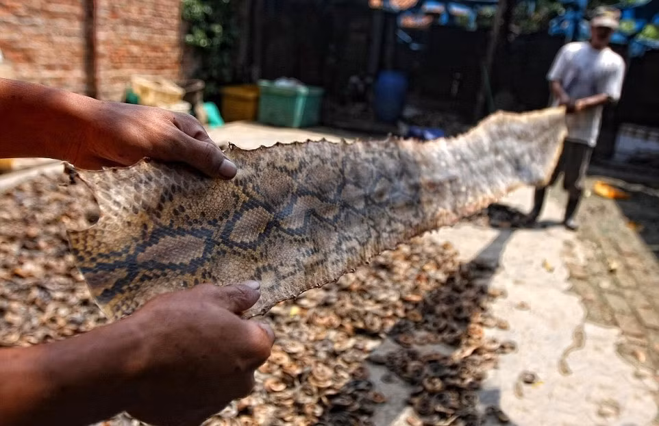 Những tấm da rắn sau đó sẽ được bán , xuất khẩu, làm nguyên liệu sản xuất những sản phẩm hàng hiệu xa xỉ.