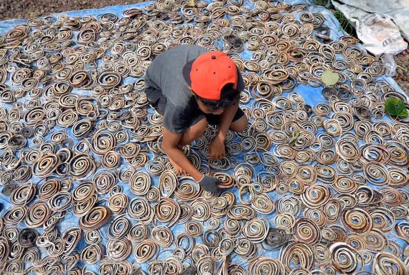 Đầu tiên người ta đập vào đầu những con rắn cho chết hẳn rồi dùng một loại dụng cụ đặc biệt buộc chặt hàm và cổ của con rắn để máu không thể chảy ra ngoài, khiến cơ thể con rắn phồng to lên trong khoảng 10 phút.