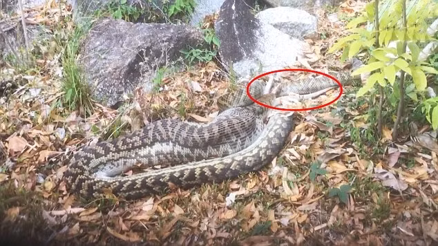 Cảnh tượng hãi hùng khi một con trăn khổng lồ nuốt chửng kangaroo, được ghi lại tại Cooktown, phía bắc Queensland, Australia khiến nhiều người kinh khiếp.
