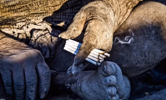 Amou nghiện thuốc nhưng không có tiền mua, ông chỉ có thể dùng phân động vật sấy khô thay thế và hút bằng tẩu. Thi thoảng có người đi qua hỏi thăm ông, Amou sẽ lại được hút những điếu thuốc đích thực.