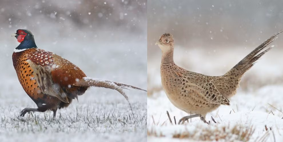 3. Chim trĩ, trong phân loại giới tính chênh lệch ở thế giới động vật, những con chim trĩ đực có bộ lông được trang trí bằng những màu sắc bắt mắt hơn hẳn con cái, đuôi của những con đực cũng dài hơn, mềm mại hơn. Ngược lại, những con cái lại có màu sắc tối giản và khá nhàm chán.