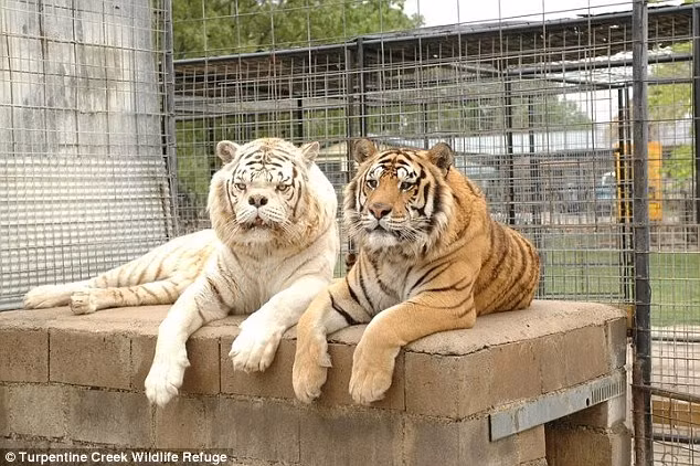 Theo ước tính, có khoảng 80% hổ trắng con sau khi sinh ra sẽ chết, số còn lại sống sót nhưng tuổi thọ cực kém. Tất cả những con hổ trắng mà chúng ta nhìn thấy trong sở thú là kết quả của chương trình nhân giống tại các vườn thú trên thế giới, thường giữa hổ Bengal và hổ Siberia. Việc nhân giống phát triển hổ trắng đã bị cấm tại Mỹ do vô số các vấn đề xung quanh sự sinh sản của loài hổ đặc biệt này.