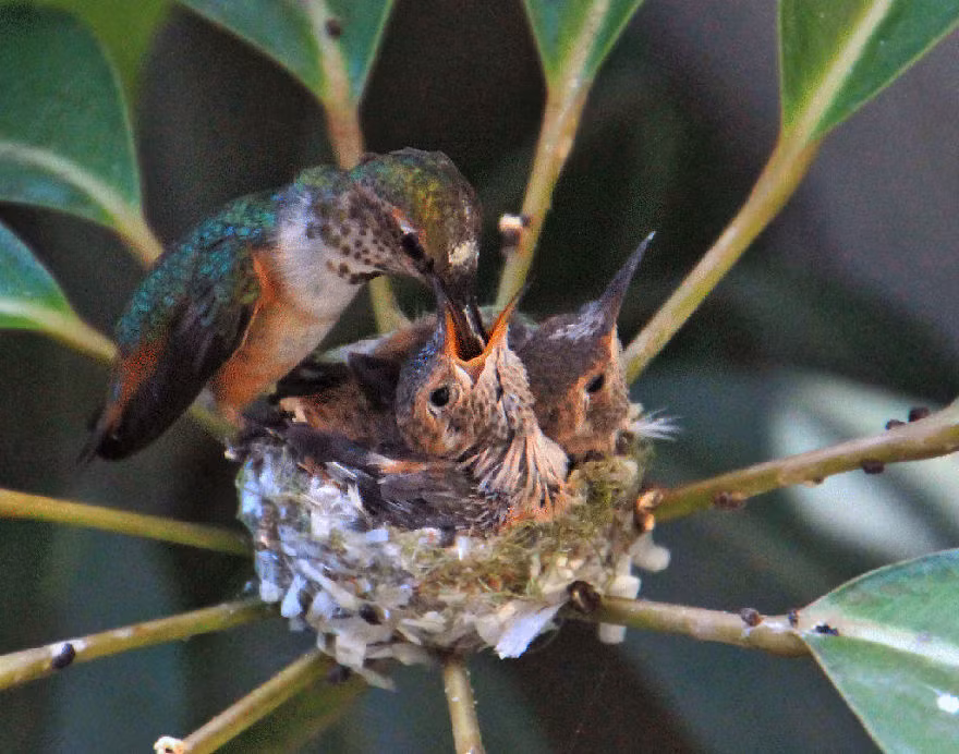 Khi kiếm được mồi, chim ruồi mẹ sẽ bay nhanh về tổ cho đàn con ăn trước, còn bản thân mình sẽ ăn sau.