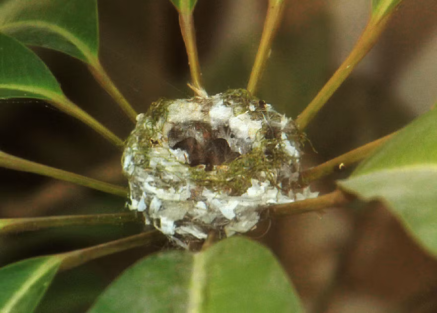 Ngày 19/5, sau 2 tuần ấp trứng miệt mài, không quản ngày đêm đói mệt, cuối cùng chim ruồi mẹ hạnh phúc đón hai chim con chào đời.