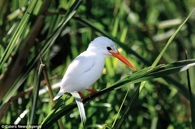Chim bói cá trắng, xuất hiện tại công viên quốc gia Queen Elizabeth ở Uganda lọt top những loài động vật bạch tạng hiếm nhất, hấp dẫn nhất thế giới khi tới hiện nay mới chỉ phát hiện có hai cá thể loài này mắc phải chứng bệnh khiếm khuyết tế bào sắc tố khác biệt Leucism.