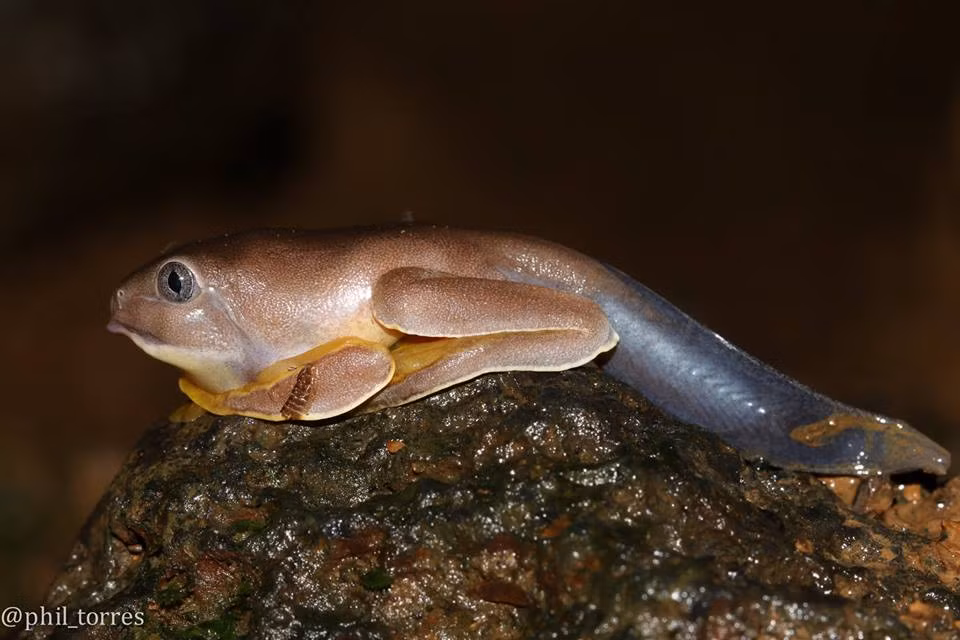 Ảnh cận cảnh một loài lưỡng cư rất hiếm do Phil Torres chụp được khi khám phá thiên nhiên.