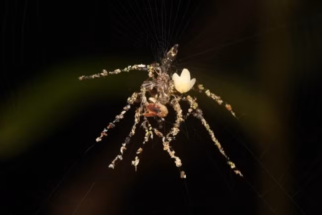 Phil Torres thậm chí còn phát hiện ra một loài nhện mới ở Peru trong quá trình khám phá thiên nhiên hoang dã của mình.