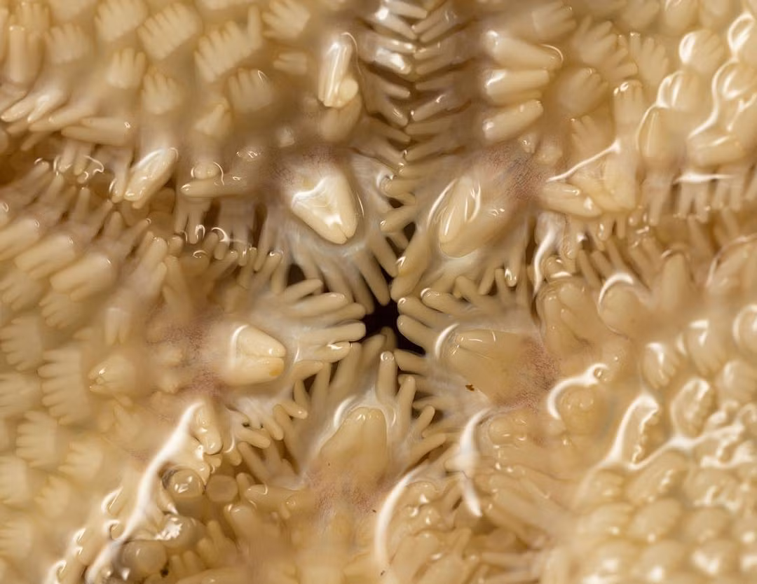 Ở góc nhìn của Phil Torres, những con sao biển trông giống như tập hợp của những chiếc găng tay cao su nhỏ xíu.