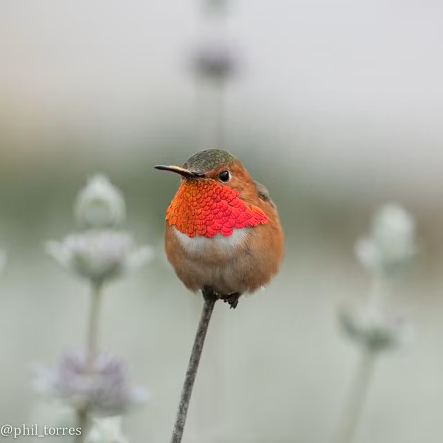 Đi du lịch khắp thế giới, Phil Torres luôn cố gắng ghi lại những khoảnh khắc thú vị của tự nhiên theo cách riêng, cách nhìn riêng của mình,