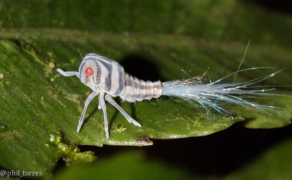 Bức ảnh mới của Phil Torres khiến nhiều người chờ đợi một câu trả lời về loài.