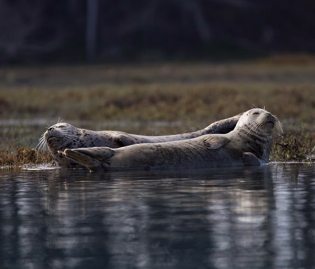 Cặp đôi hải cẩu vươn mình duỗi người sau một ngày lao động mệt mỏi.