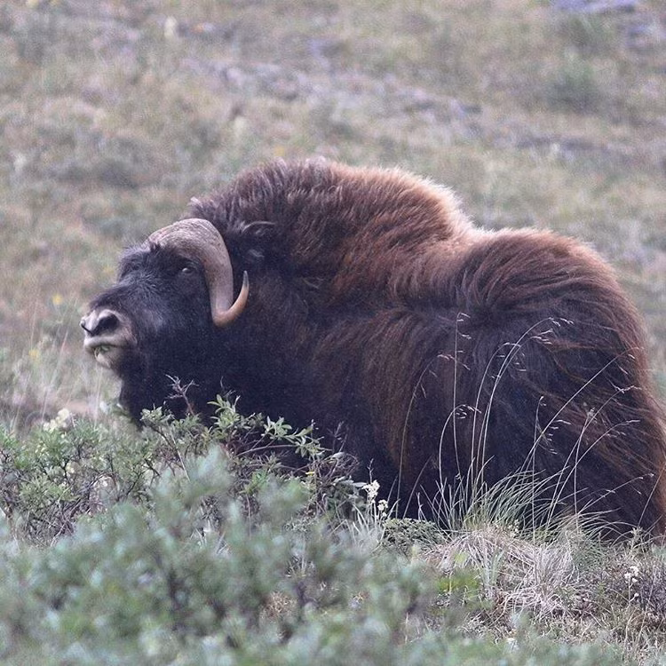 Trong bức ảnh này Phil Torres đã mạo hiểm đến gần một con bò xạ hương để có thể chụp được góc mặt đẹp nhất của động vật quý hiếm này chứ không đứng từ xa và dùng chế độ zoom ảnh.