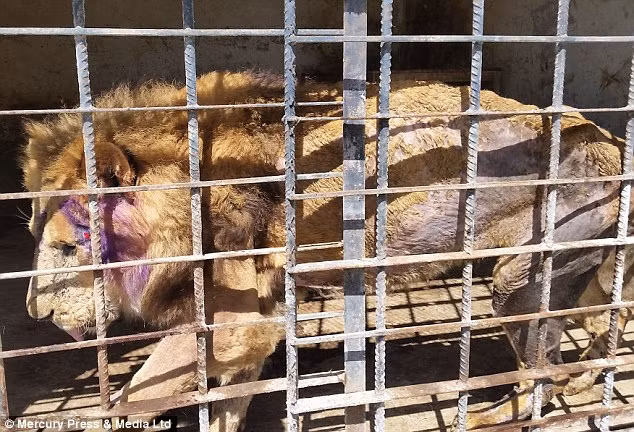 Những mãnh thú bị bỏ rơi phải chịu cảnh tù túng, có nhốt mà không có nuôi, chúng đau đớn, đói khổ và bất lực, cắn xé lẫn nhau để duy trì hơi tàn.